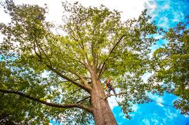 Best Hazardous Tree Removal  in New London, MN