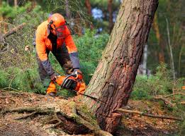 Best Fruit Tree Pruning  in New London, MN