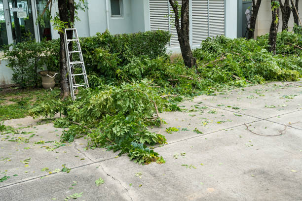 Best Palm Tree Trimming  in New London, MN