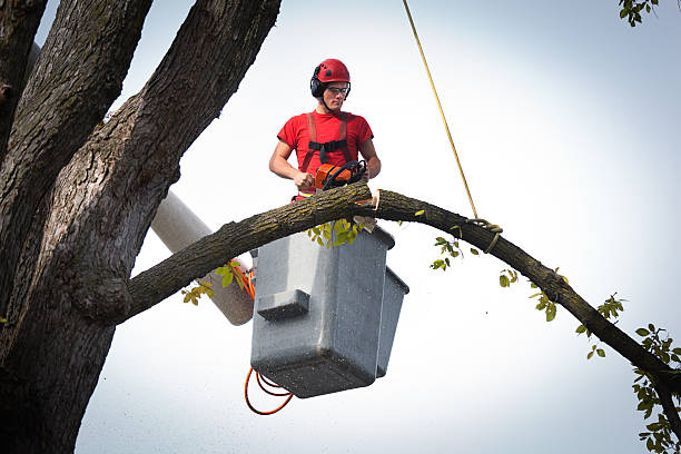 Best Tree Preservation Services  in New London, MN