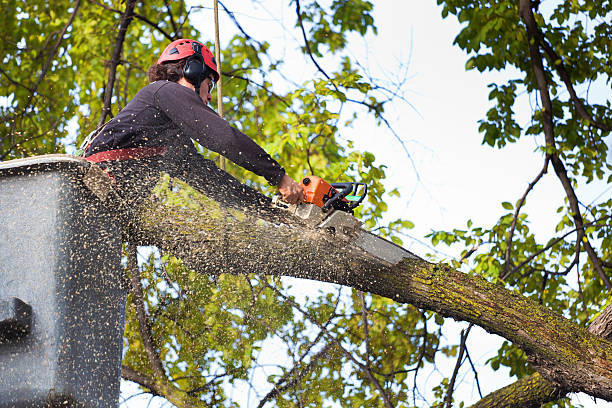 Best Weed Control  in New London, MN